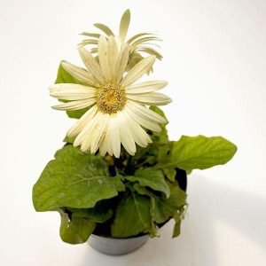Gerbera (White) - Plant