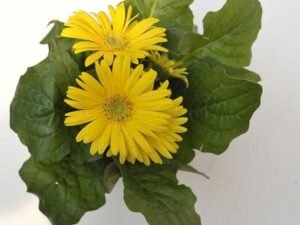 Yellow Gerbera - Plant
