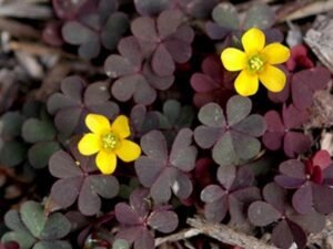 Creeping Wood Sorrel, Oxalis corniculata - Plant