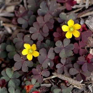 Creeping Wood Sorrel, Oxalis corniculata - Plant