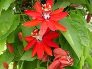 Passion Flower, Krishna Kamal, Passiflora Vitifolia - Plant