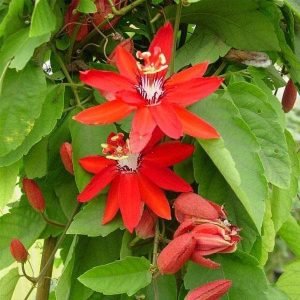 Passion Flower, Krishna Kamal, Passiflora Vitifolia - Plant