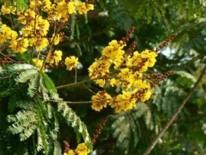 Peltophorum, Peela Gulmohar - Plant