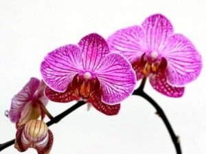 Phalaenopsis Mansion FF Orchid (White and Purple) - Plant