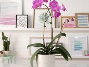 Phalaenopsis Orchid (Any variety, Pink) - Plant