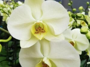 Phalaenopsis Orchid, Yellow - Plant