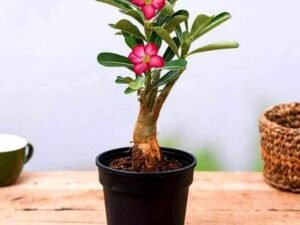 Adenium Plant, Desert Rose ( Grown through seeds, Any Color ) - Plant