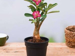 Pink Adenium Plant, Desert Rose (Pink) - Plant