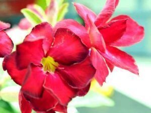 Adenium Plant, Desert Rose (Red Double) - Plant