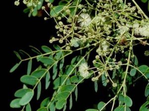 Albizia Procera, siris - plant
