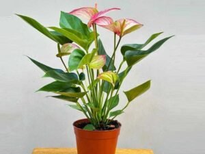 Tricolor Anthurium - Plant