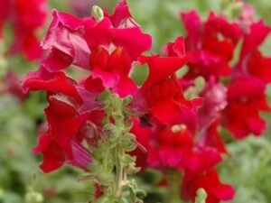 Red Antirrhinum, Snapdragon (Red) - Plant