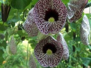 Dutchman's Pipe, Aristolochia Aeticulata - Plant