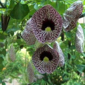 Dutchman's Pipe, Aristolochia Aeticulata - Plant