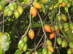 Bakul, Maulsari, Vajradhanthi - Plant