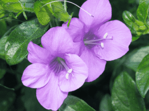 Purple Barleria - Plant