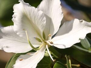 White Bauhinia, Bauhinia orchid lily- Plant
