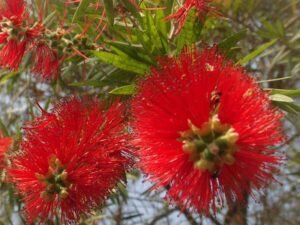 Bottle Brush - Plant