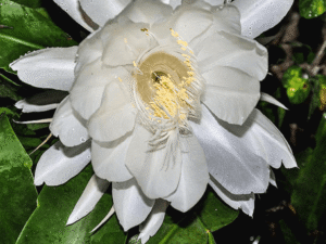 Brahma Kamal, Epiphyllum oxypetalum - Plant