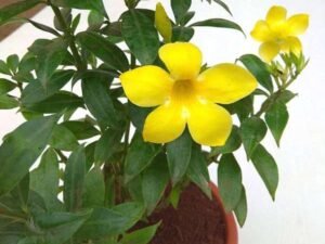 Bush Allamanda, Allamanda cathartica (Yellow) - Plant