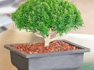 Buxus Bonsai - Plant