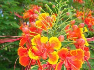 Caesalpinia Pulcherrima, Peacock Flower, Red Bird of Paradise - Plant