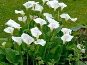 White Calla Lily - Plant