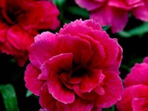 Carnation (Dark Pink) - Plant