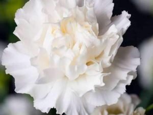Carnation (White) - Plant