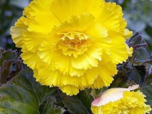 Yellow Carnation - Plant