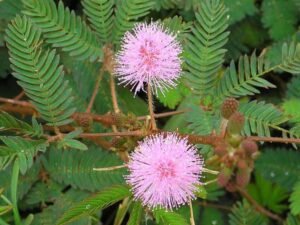 Chuimui, Touch me not Plant, Mimosa pudica - Plant
