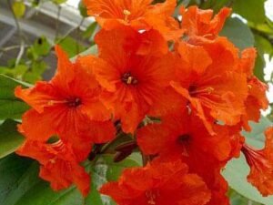 Lal Lasora, Cordia sebestena - Plant