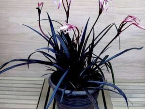 Red Crinum Lily, Spider Lilly (Red) - Plant