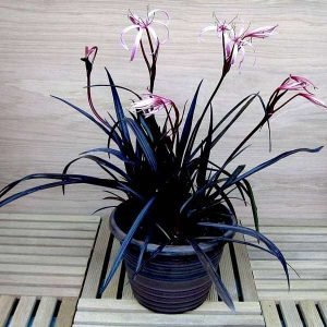 Crinum Lily, Spider Lilly (Red) - Plant