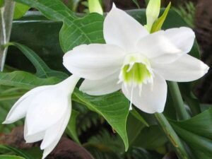 Eucharis, Amazon Lily - Plant