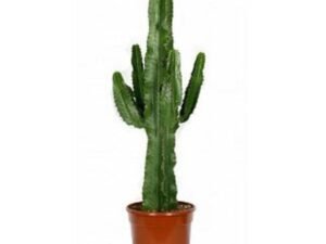 Cowboy, Euphorbia ingens - Succulent Plant