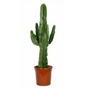 Cowboy, Euphorbia ingens - Succulent Plant