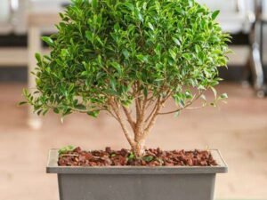Ficus microcarpa Bonsai- Plant