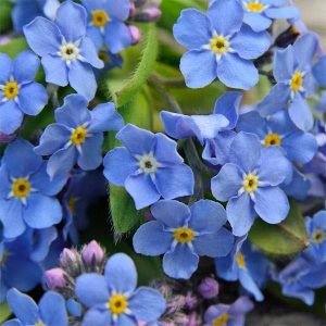 Forget Me Not, Myosotis Sylvatica - Plant