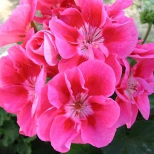 Geranium Ivy, Geranium Creeper (Pink) - Plant