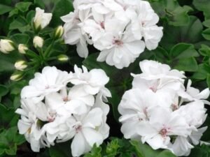 Geranium White, Ivy, Geranium Creeper (White) - Plant