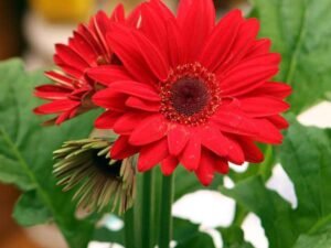 Red Gerbera - Plant