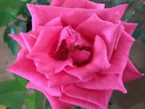 Gladiator Rose (Dark Pink) - Plant