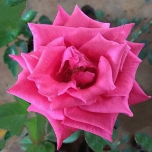Gladiator Rose (Dark Pink) - Plant