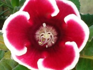 Gloxinia (Any Color) - Plant