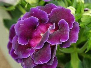 Purple Gloxinia - Plant