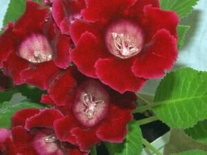 Red Gloxinia - Plant
