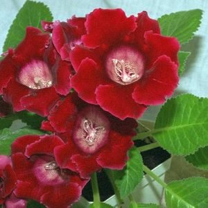 Gloxinia (Red) - Plant