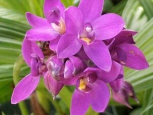 Ground Orchid, Spathoglottis Plicata (Purple) - Plant