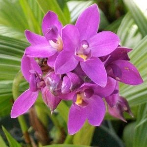 Ground Orchid, Spathoglottis Plicata (Purple) - Plant